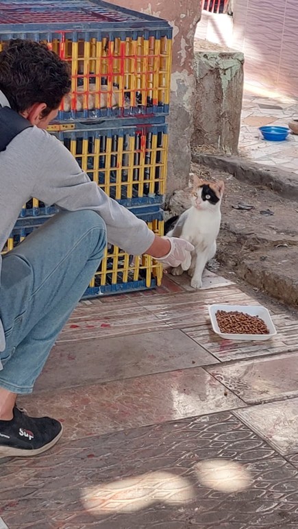 Feed Street Animals
